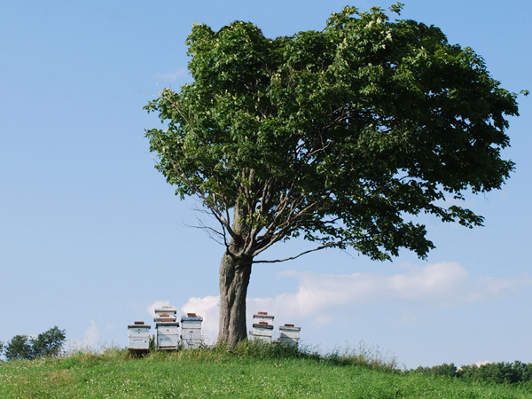 Je protège mes abeilles